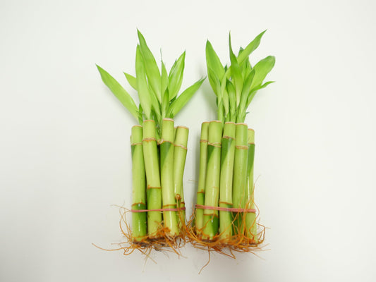 Straight Lucky Bamboo Stalks with Shoots (Bunch)