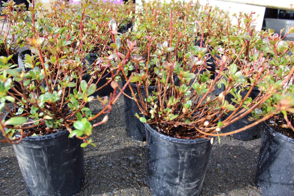 Hino-Crimson Azalea – 1 Gallon Outdoor Shrub with Vibrant Red Blooms