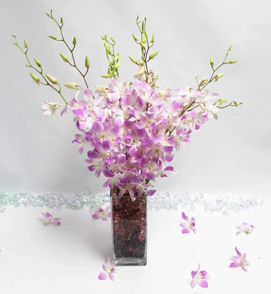 Pink Misteen (Light Lavender) Cut Dendrobium Orchids
