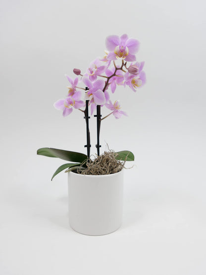Mini Phalaenopsis Orchid – 3" with Ceramic Pot