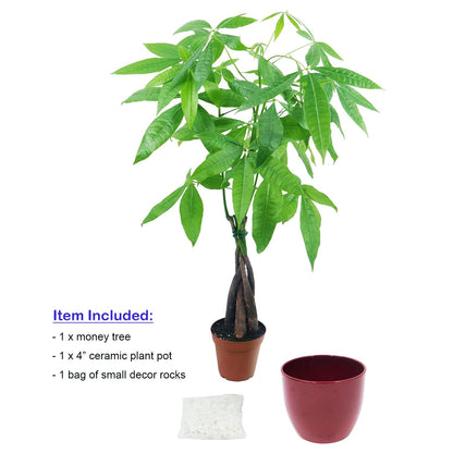 Live Money Tree (Pachira Aquatica) – 18–22” Tall Indoor Plant with Ceramic Pot