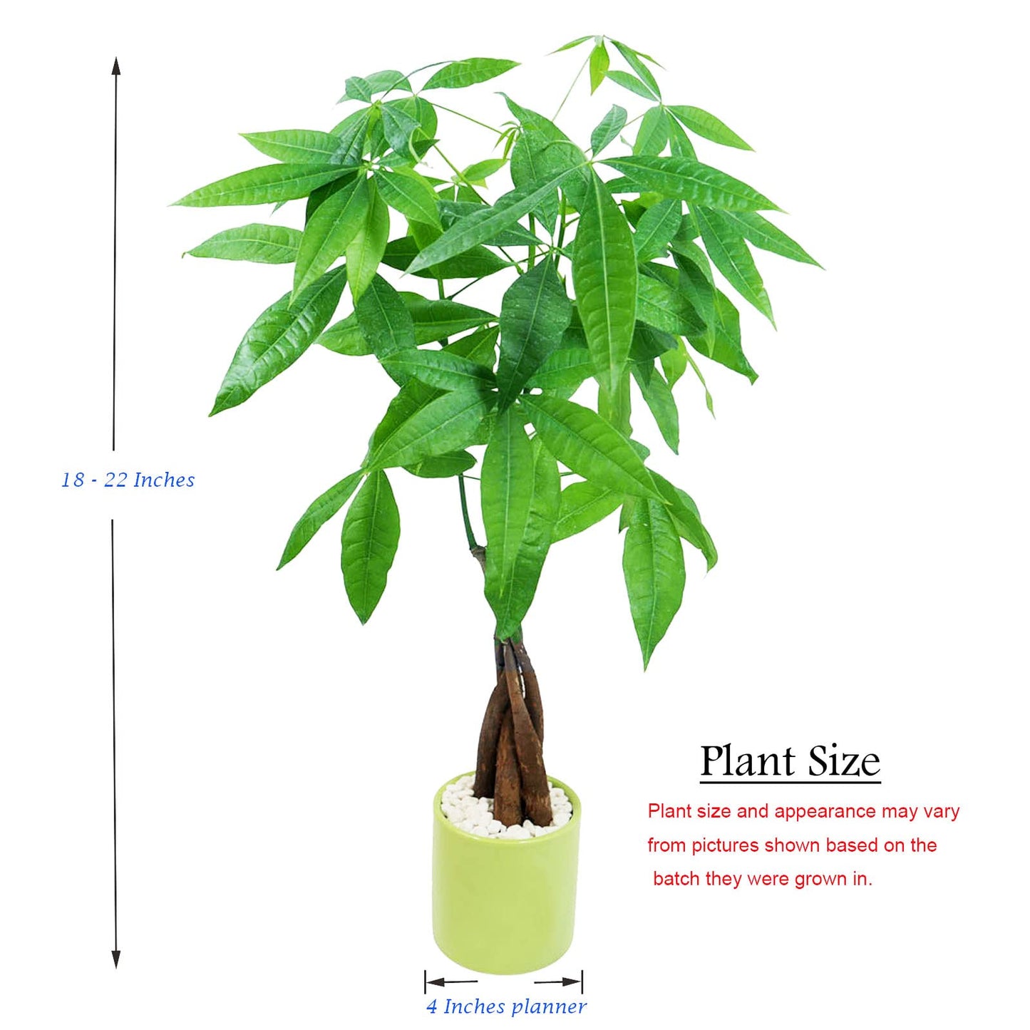 Live Money Tree (Pachira Aquatica) – 18–22” Tall Indoor Plant with Ceramic Pot