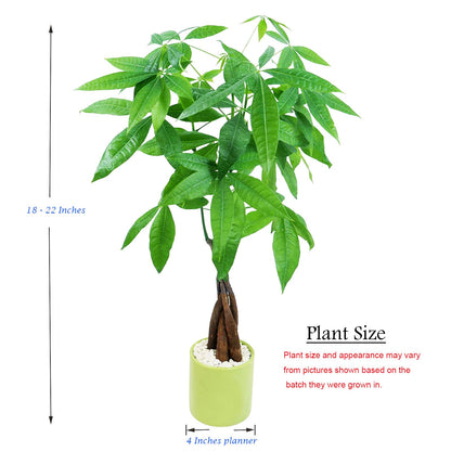 Live Money Tree (Pachira Aquatica) – 18–22” Tall Indoor Plant with Ceramic Pot