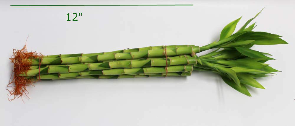 Straight Lucky Bamboo Stalks with Shoots (Bunch)