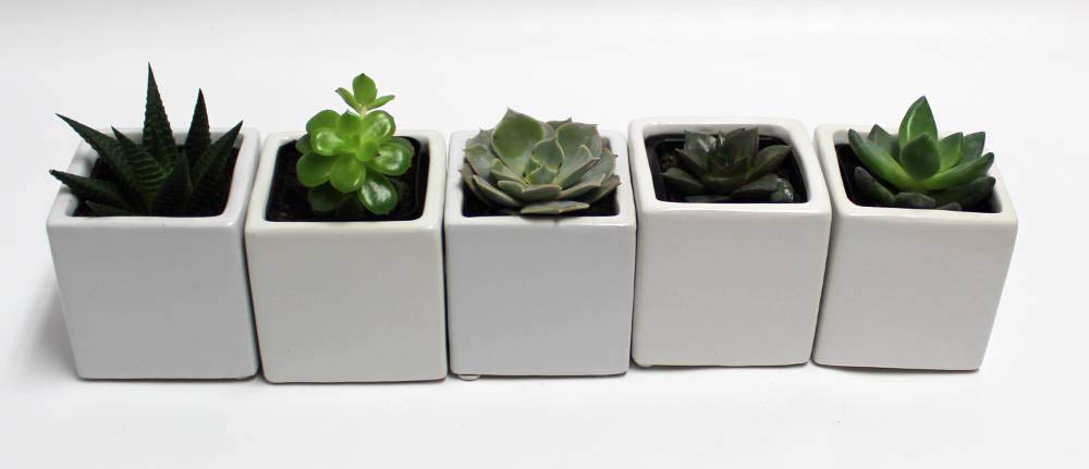 Live 2-Inch Assorted Succulent Set – Mini Potted Plants with Decorative Rocks (2, 3, or 5 Pack)