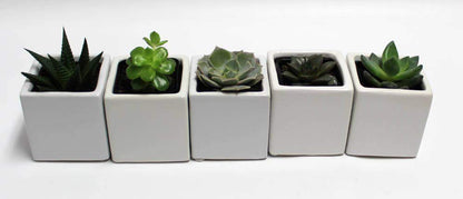 Live 2-Inch Assorted Succulent Set – Mini Potted Plants with Decorative Rocks (2, 3, or 5 Pack)