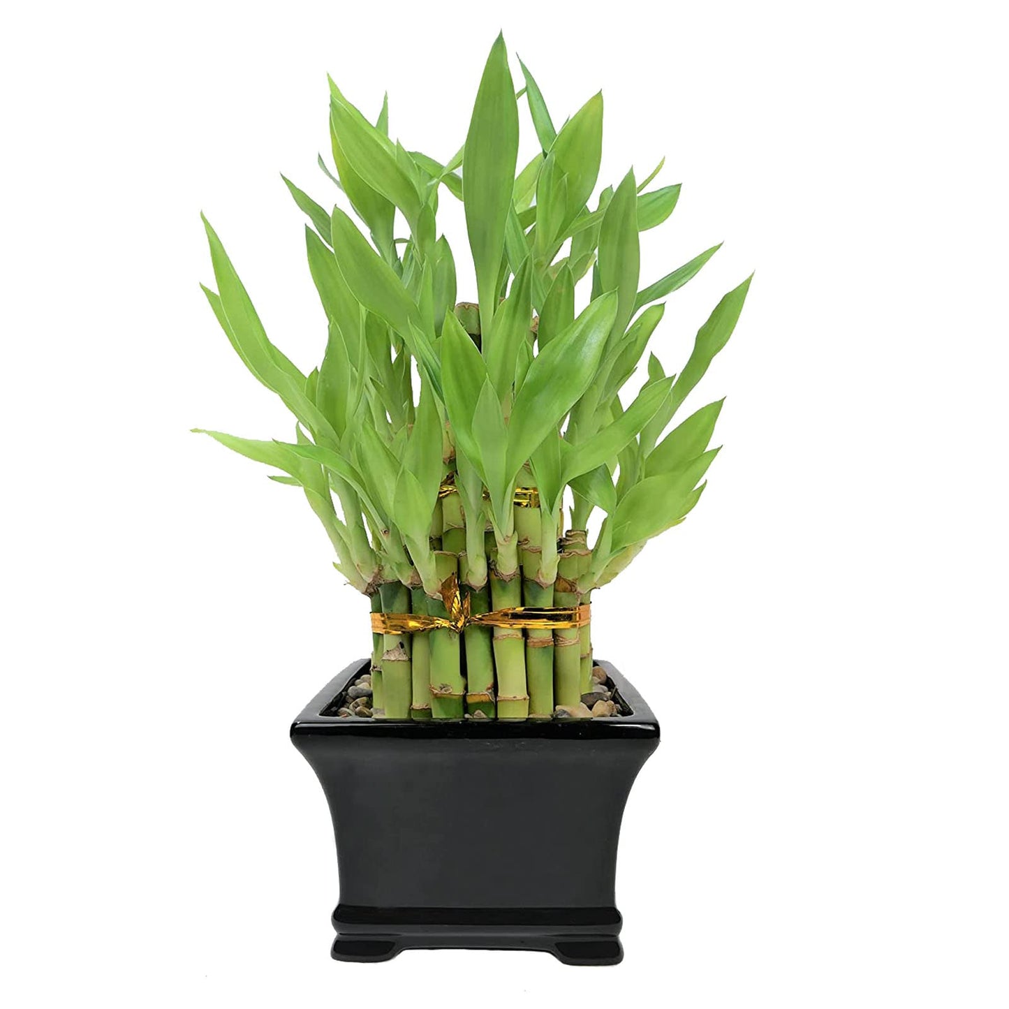 Classic 3-Tier Lucky Bamboo Tower – Live Plant in Black Ceramic Pot
