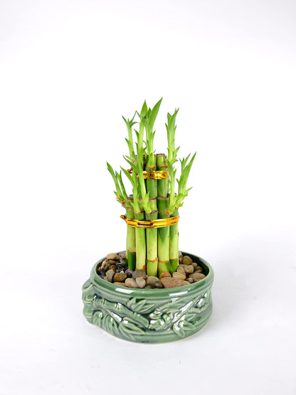 2-Tier Lucky Bamboo Tower – Live Plant in Frog Ceramic Pot