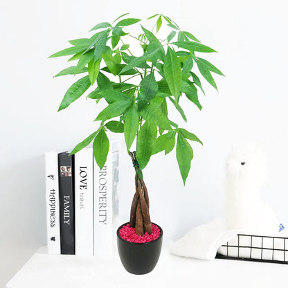 Live Money Tree (Pachira Aquatica) – 18–22” Tall Indoor Plant with Ceramic Pot