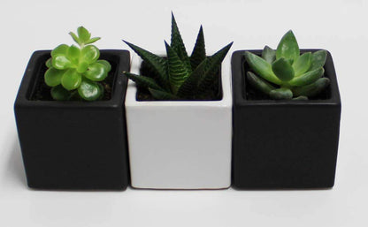 Live 2-Inch Assorted Succulent Set – Mini Potted Plants with Decorative Rocks (2, 3, or 5 Pack)
