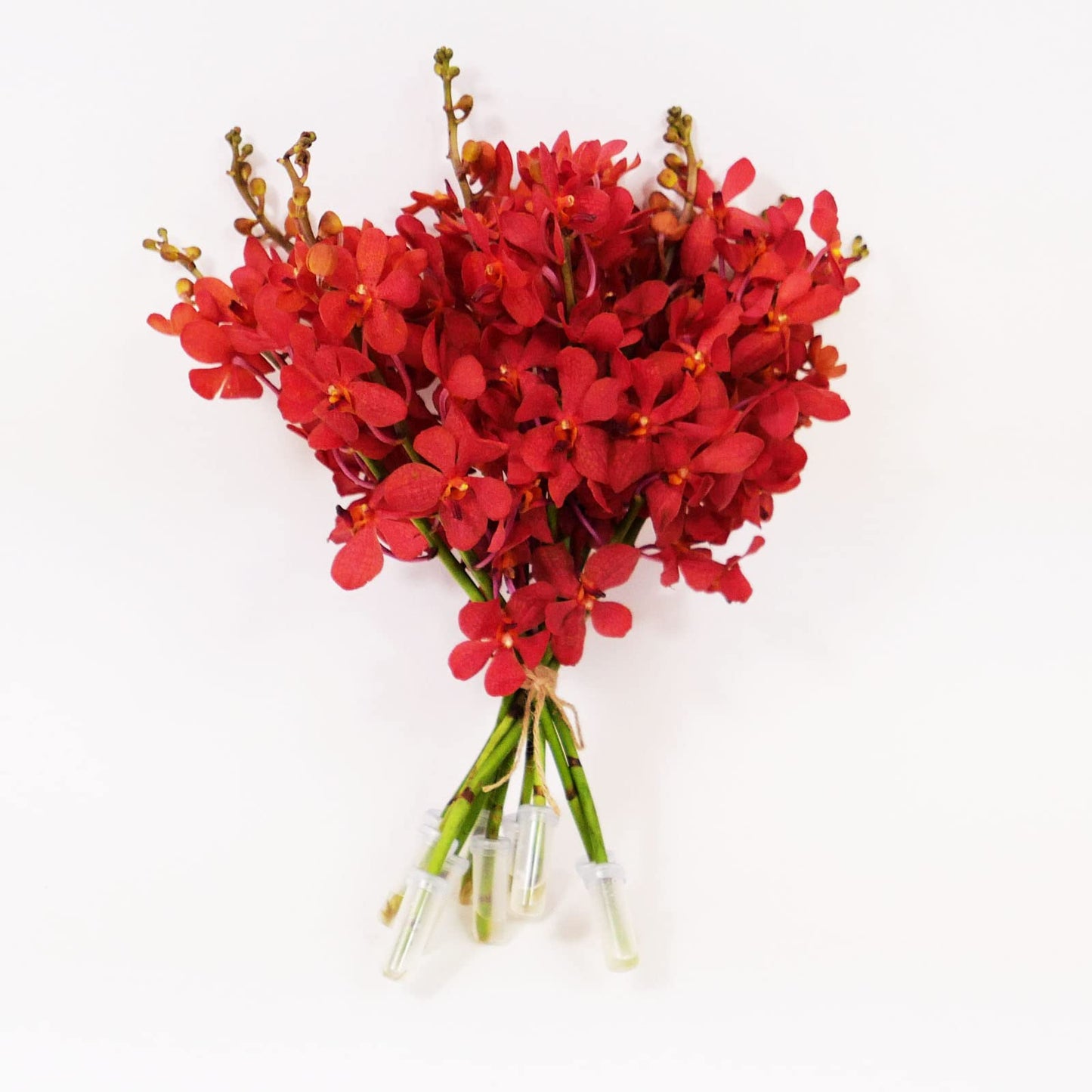 Red Mokara Cut Orchids