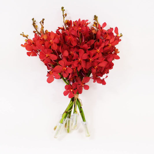 Red Mokara Cut Orchids