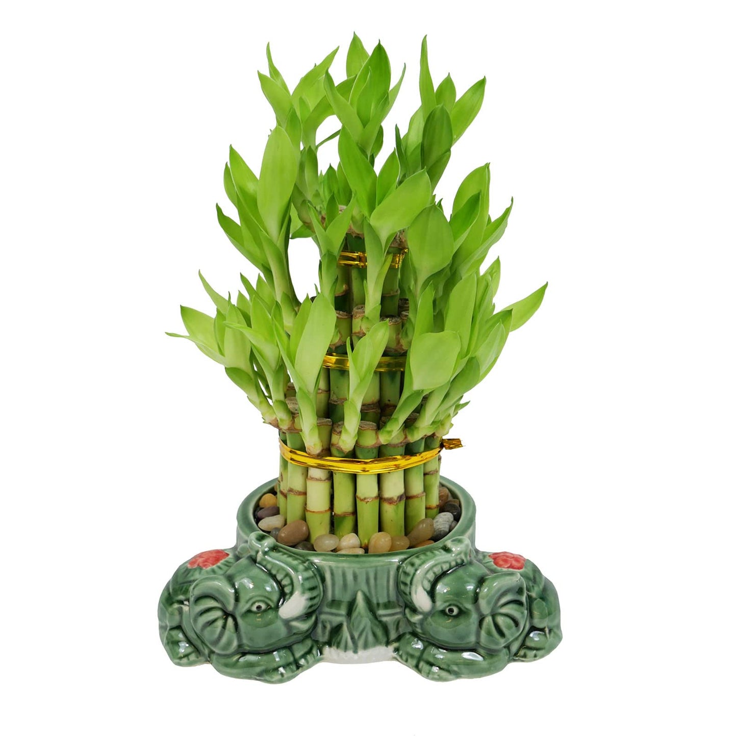 3-Tier Lucky Bamboo Plant Arrangement in Ceramic Animal Pot