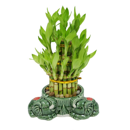 3-Tier Lucky Bamboo Plant Arrangement in Ceramic Animal Pot