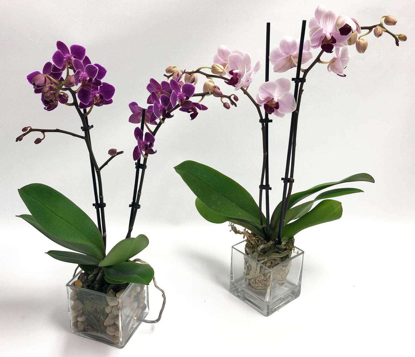 Live Mini Double-Stem Phalaenopsis Orchid – 3" Blooms in Glass Vase (Pink, Purple, or Set of 2)