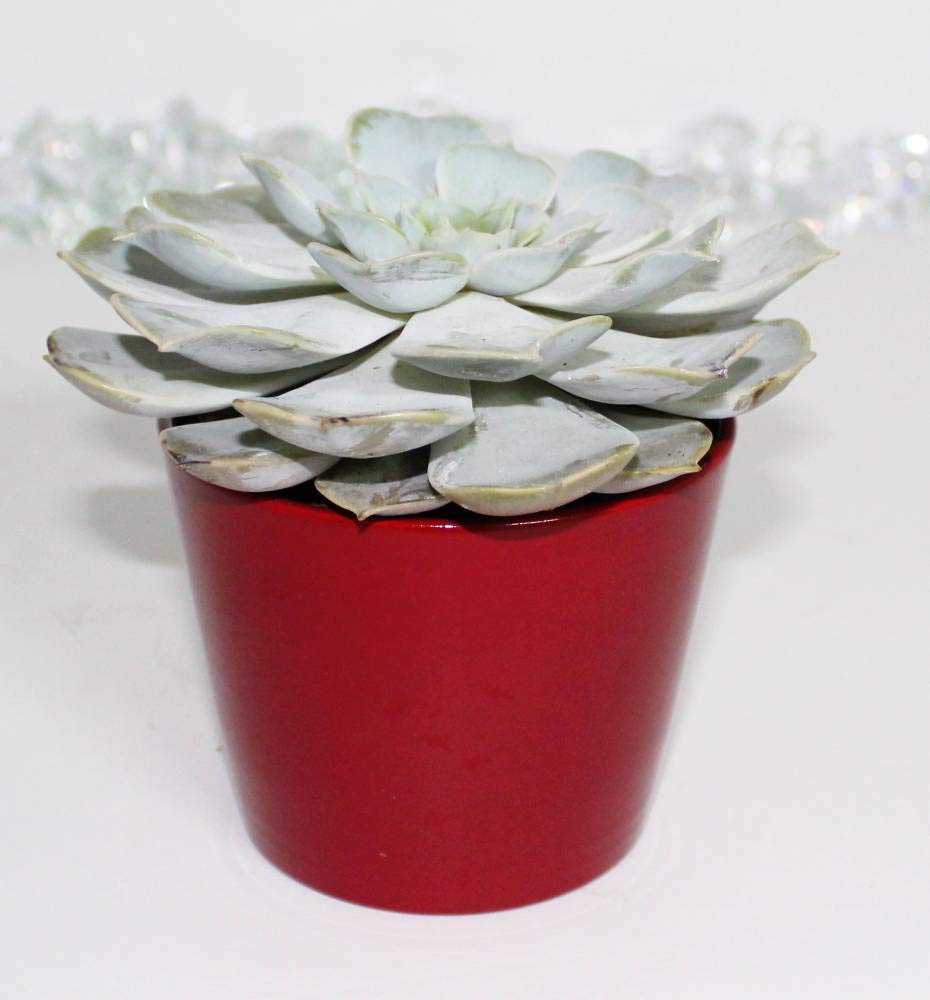 Assorted 4” Live Succulent – Hand-Selected Variety in Decorative Pot