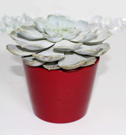 Assorted 4” Live Succulent – Hand-Selected Variety in Decorative Pot