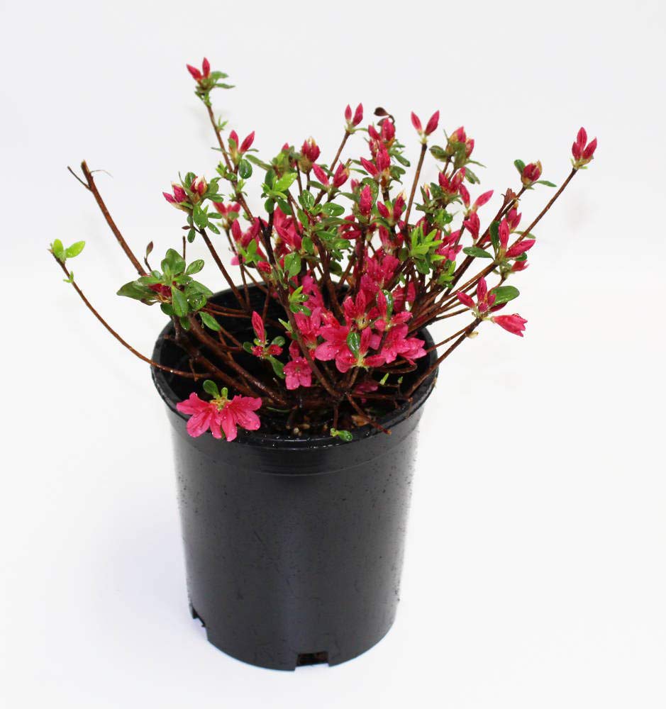 Hino-Crimson Azalea – 1 Gallon Outdoor Shrub with Vibrant Red Blooms