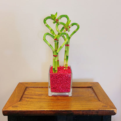 Heart-Shaped Lucky Bamboo Arrangement in Glass Vase – 1, 2, or 3 Hearts