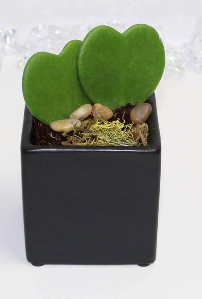 Heart-Shaped Hoya Kerrii – Live Succulent Plant Arrangement in Ceramic Pot
