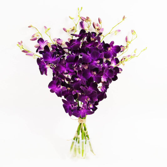 Purple Cut Dendrobium Orchids