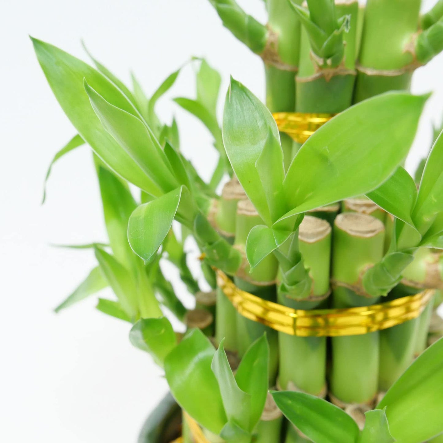 Classic 3-Tier Lucky Bamboo Tower – Live Plant in Black Ceramic Pot