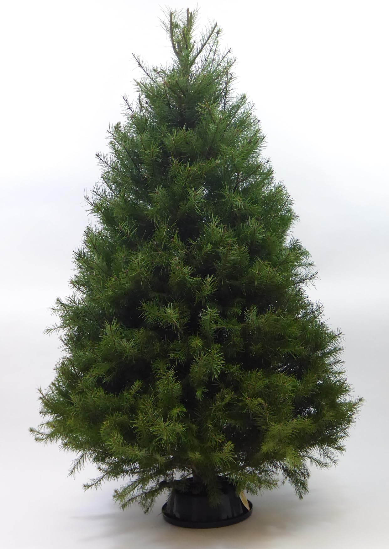 Real Fresh Cut Douglas Fir Christmas Tree