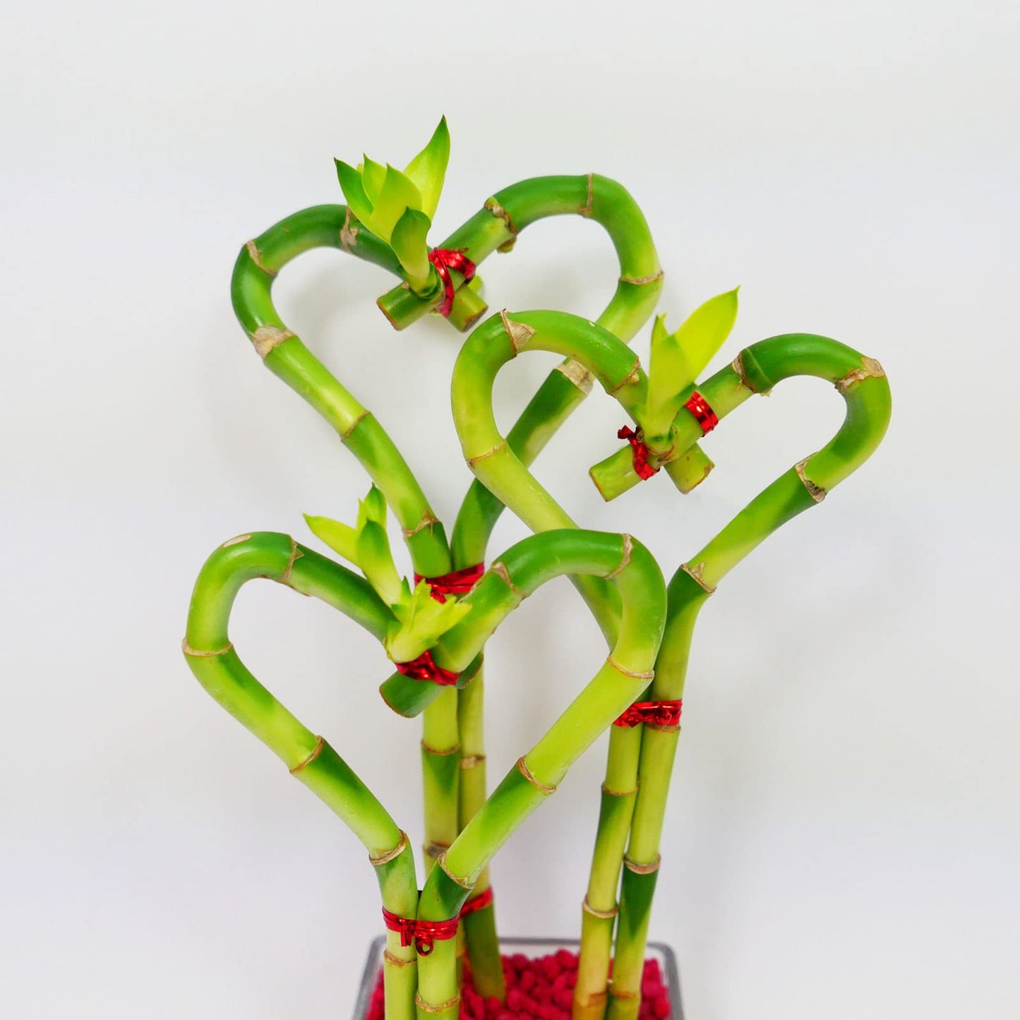 Heart-Shaped Lucky Bamboo Arrangement in Glass Vase – 1, 2, or 3 Hearts