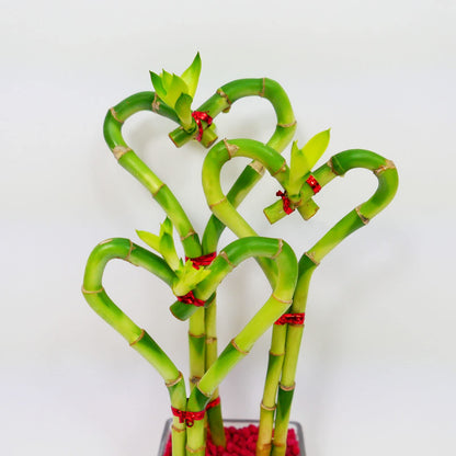 Heart-Shaped Lucky Bamboo Arrangement in Glass Vase – 1, 2, or 3 Hearts