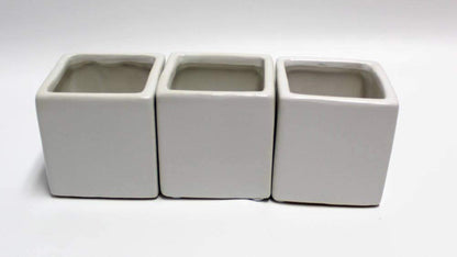 Live 2-Inch Assorted Succulent Set – Mini Potted Plants with Decorative Rocks (2, 3, or 5 Pack)