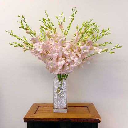 Jinda Sweet (Peachy Pink) Cut Dendrobium Orchids