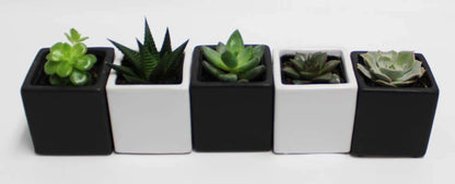 Live 2-Inch Assorted Succulent Set – Mini Potted Plants with Decorative Rocks (2, 3, or 5 Pack)