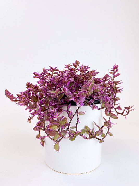 Callisia ‘Pink Panther’ – 4” Live Indoor Plant in White Ceramic Cylinder Pot