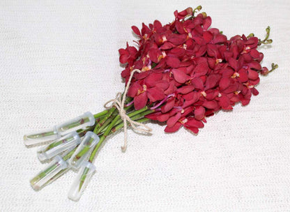 Deep Red Mokara Cut Orchids