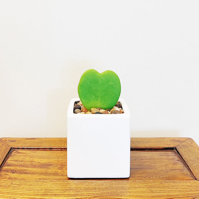 Heart-Shaped Hoya Kerrii – Live Succulent Plant Arrangement in Ceramic Pot