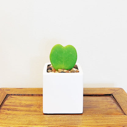 Heart-Shaped Hoya Kerrii – Live Succulent Plant Arrangement in Ceramic Pot